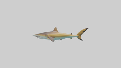 Caribbean Reef Shark swimming model VR / AR / low-poly