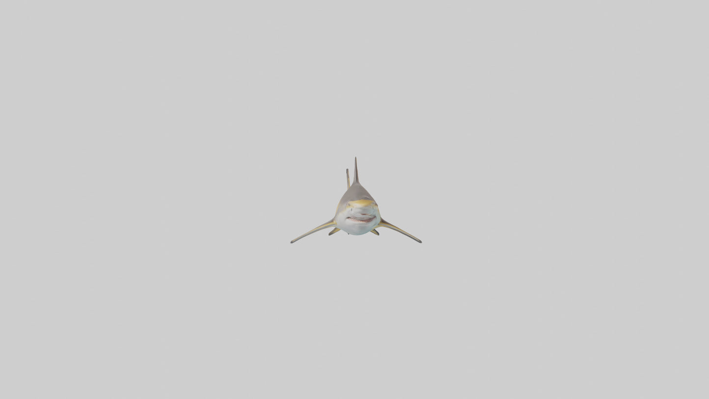 Caribbean Reef Shark swimming model VR / AR / low-poly