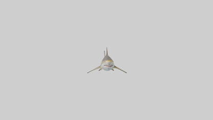Caribbean Reef Shark swimming model VR / AR / low-poly