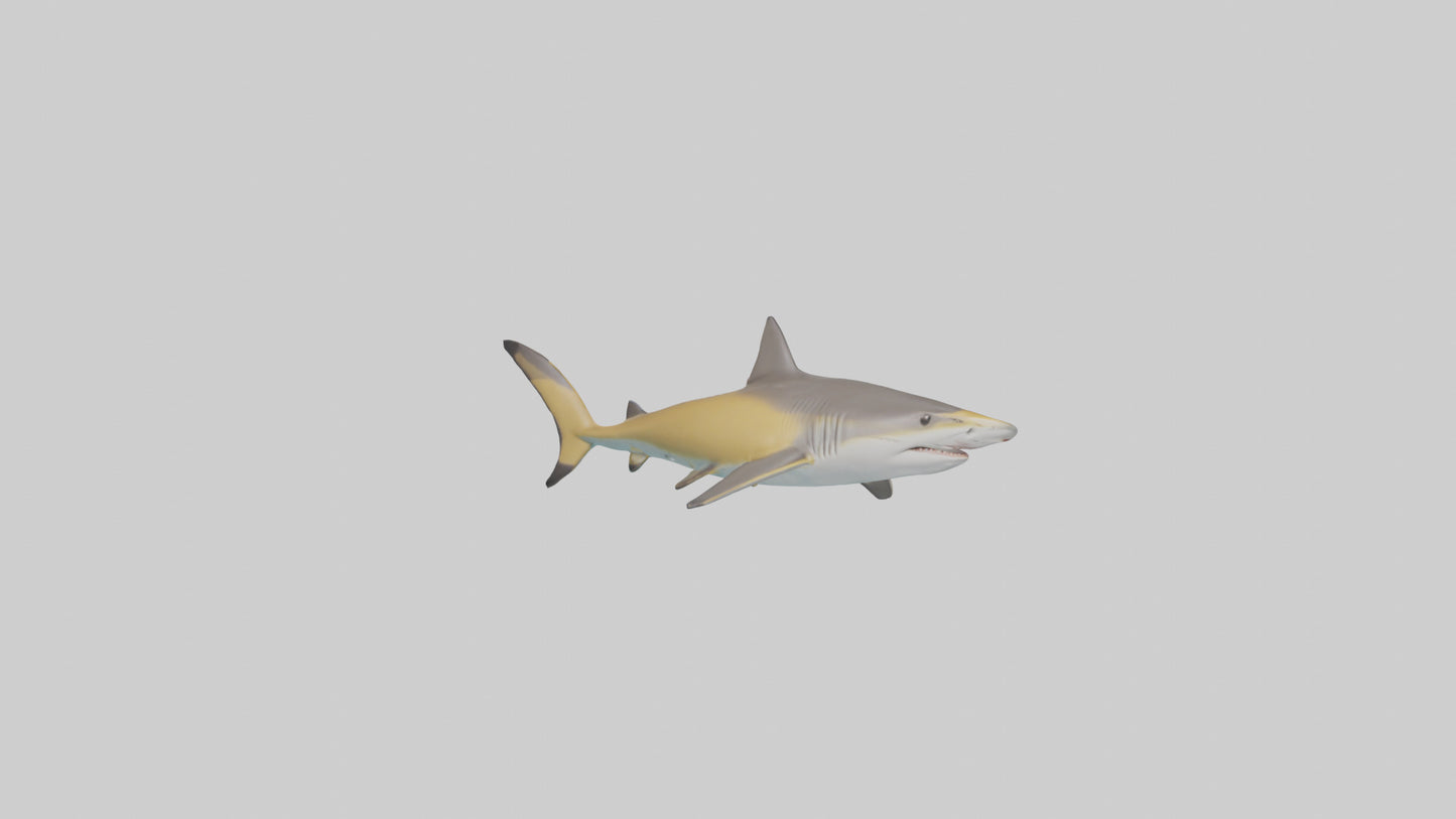 Caribbean Reef Shark swimming model VR / AR / low-poly
