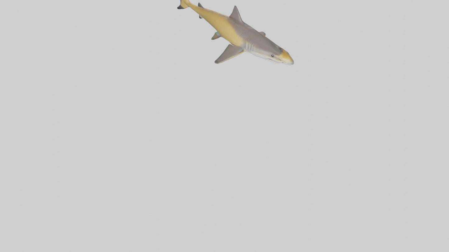 Caribbean Reef Shark swimming model VR / AR / low-poly