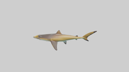 Caribbean Reef Shark swimming model VR / AR / low-poly