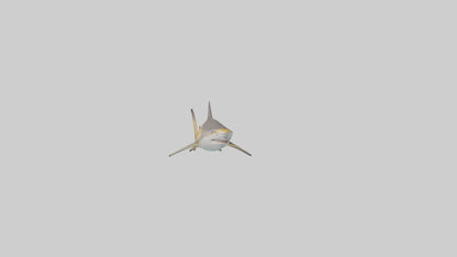 Caribbean Reef Shark swimming model VR / AR / low-poly