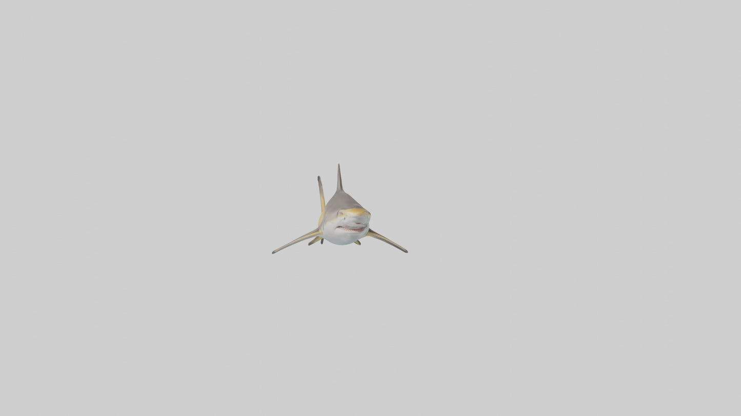 Caribbean Reef Shark swimming model VR / AR / low-poly