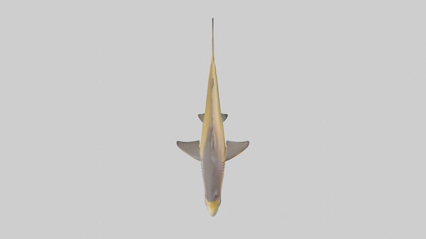 Caribbean Reef Shark swimming model VR / AR / low-poly