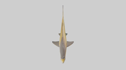 Caribbean Reef Shark swimming model VR / AR / low-poly