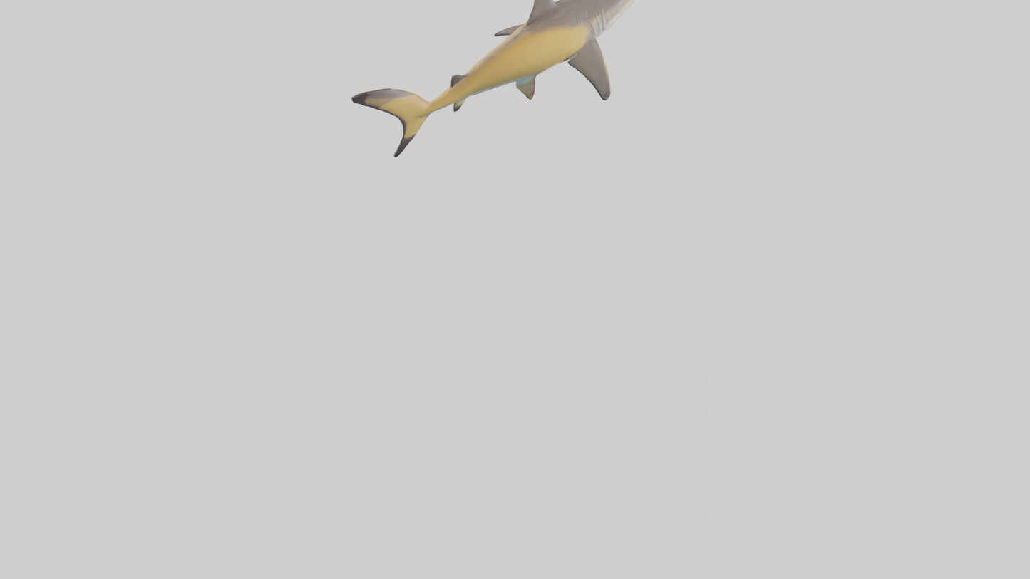 Caribbean Reef Shark swimming model VR / AR / low-poly