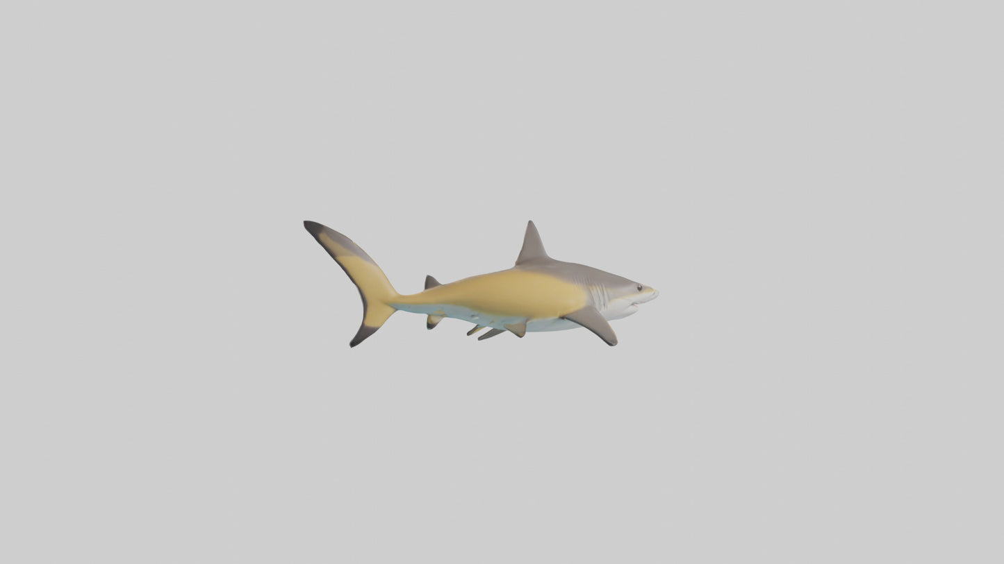 Caribbean Reef Shark swimming model VR / AR / low-poly