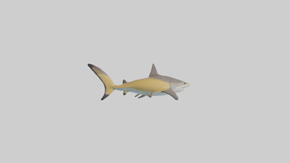 Caribbean Reef Shark swimming model VR / AR / low-poly
