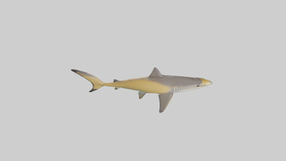 Caribbean Reef Shark swimming model VR / AR / low-poly