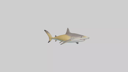 Caribbean Reef Shark swimming model VR / AR / low-poly