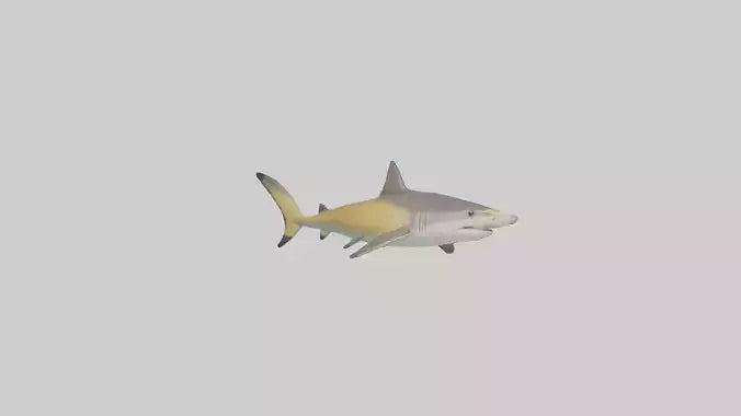 Caribbean Reef Shark swimming model VR / AR / low-poly