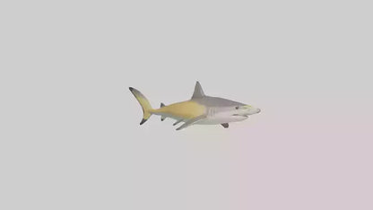 Caribbean Reef Shark swimming model VR / AR / low-poly