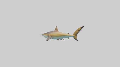 Caribbean Reef Shark swimming model VR / AR / low-poly