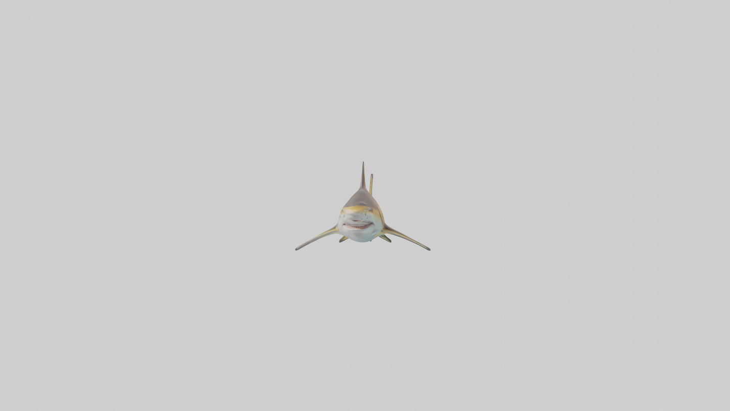Caribbean Reef Shark swimming model VR / AR / low-poly