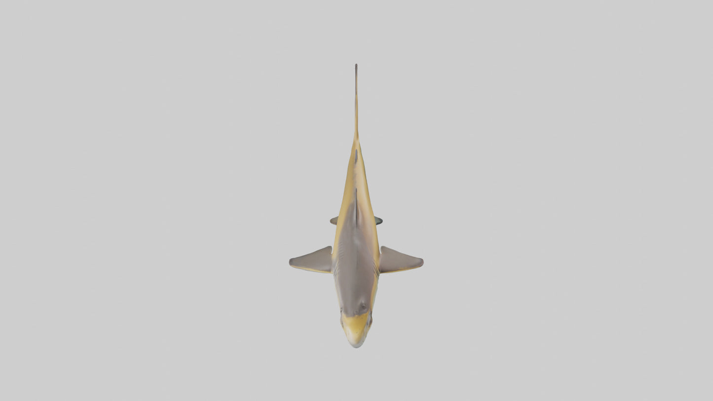Caribbean Reef Shark swimming model VR / AR / low-poly