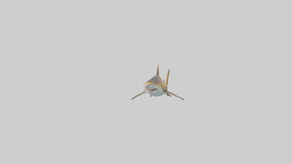 Caribbean Reef Shark swimming model VR / AR / low-poly