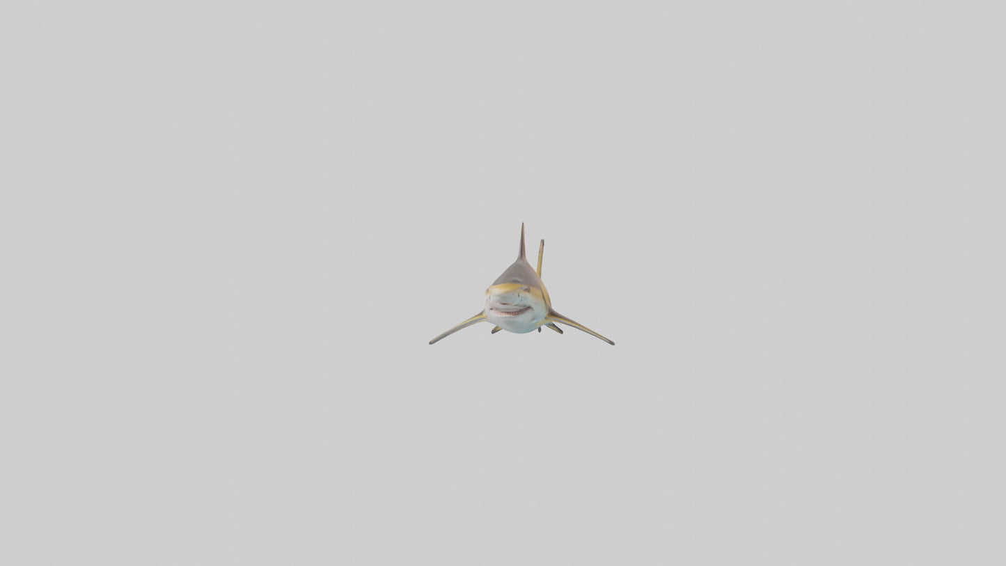 Caribbean Reef Shark swimming model VR / AR / low-poly
