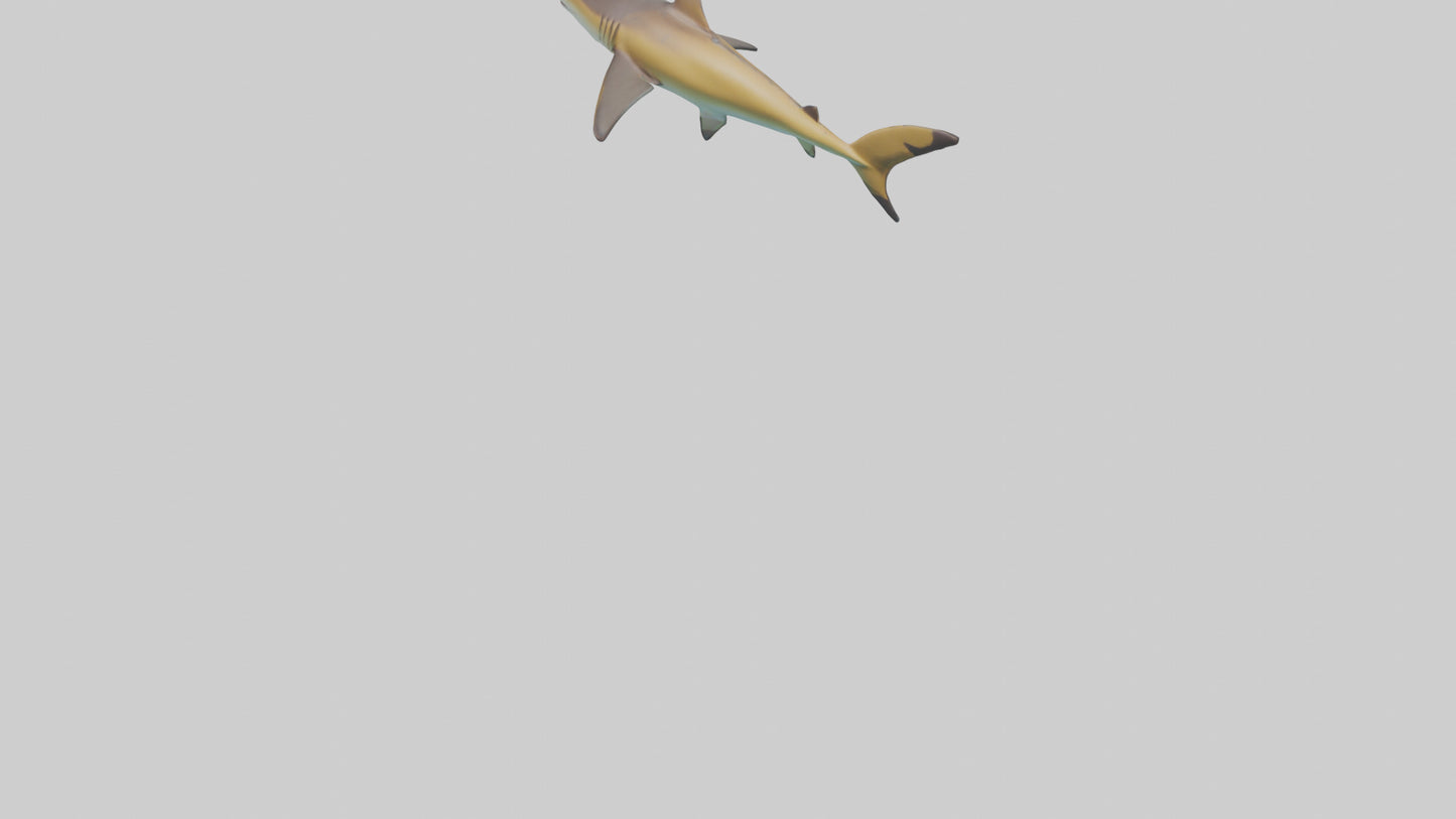 Caribbean Reef Shark swimming model VR / AR / low-poly