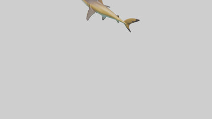 Caribbean Reef Shark swimming model VR / AR / low-poly