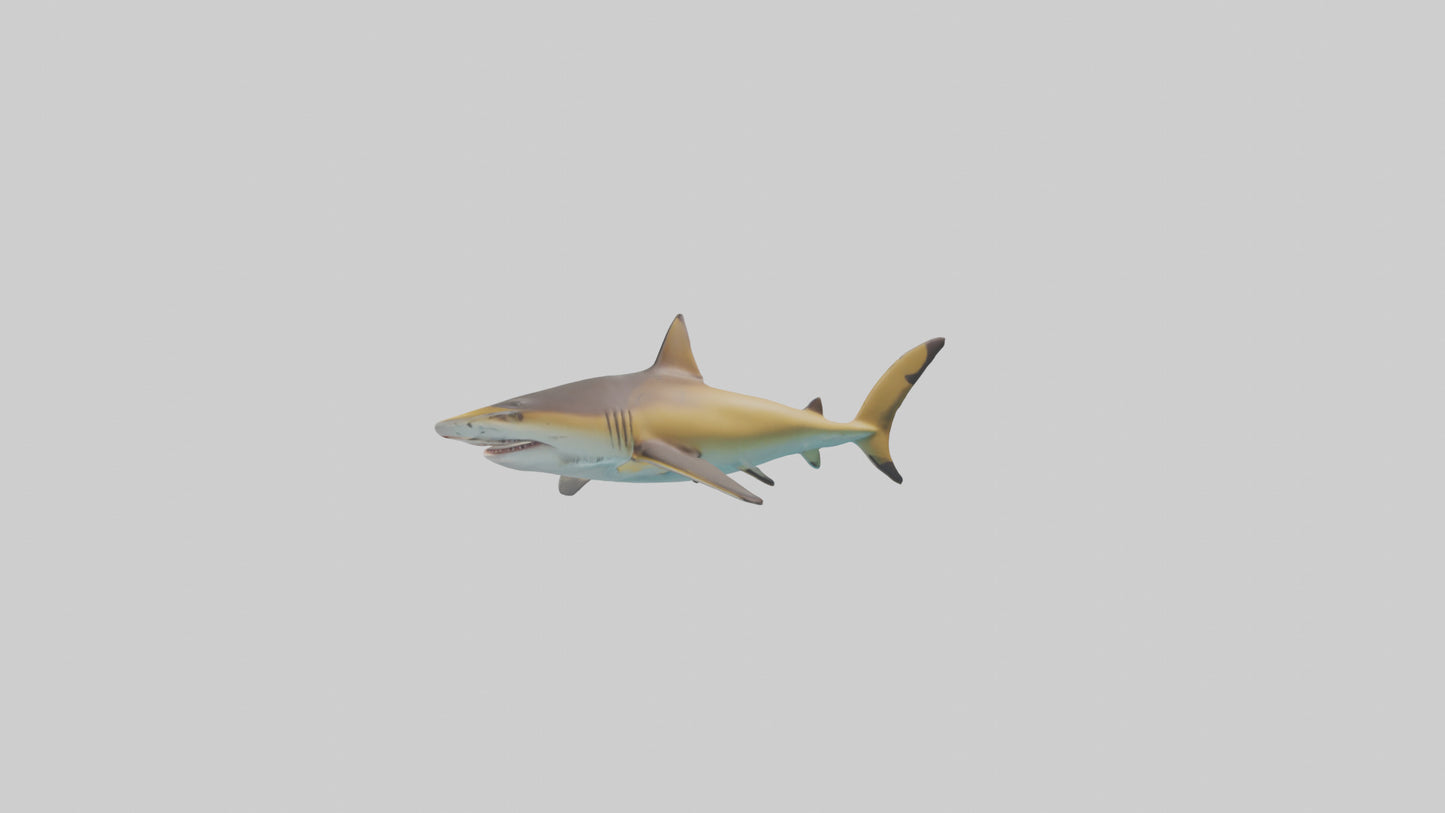 Caribbean Reef Shark swimming model VR / AR / low-poly