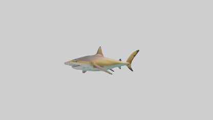 Caribbean Reef Shark swimming model VR / AR / low-poly