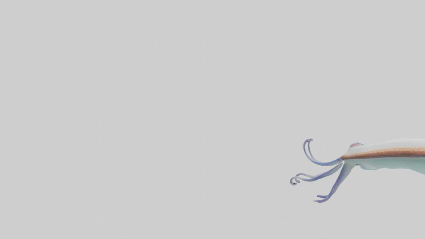 3D model Caribbean Reef Squid gliding model 2 VR / AR / low-poly