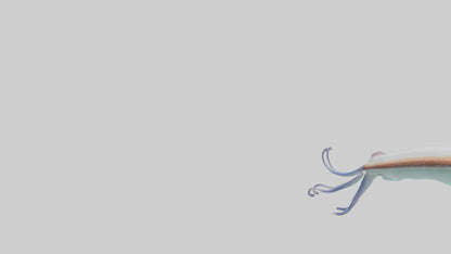 3D model Caribbean Reef Squid gliding model 2 VR / AR / low-poly