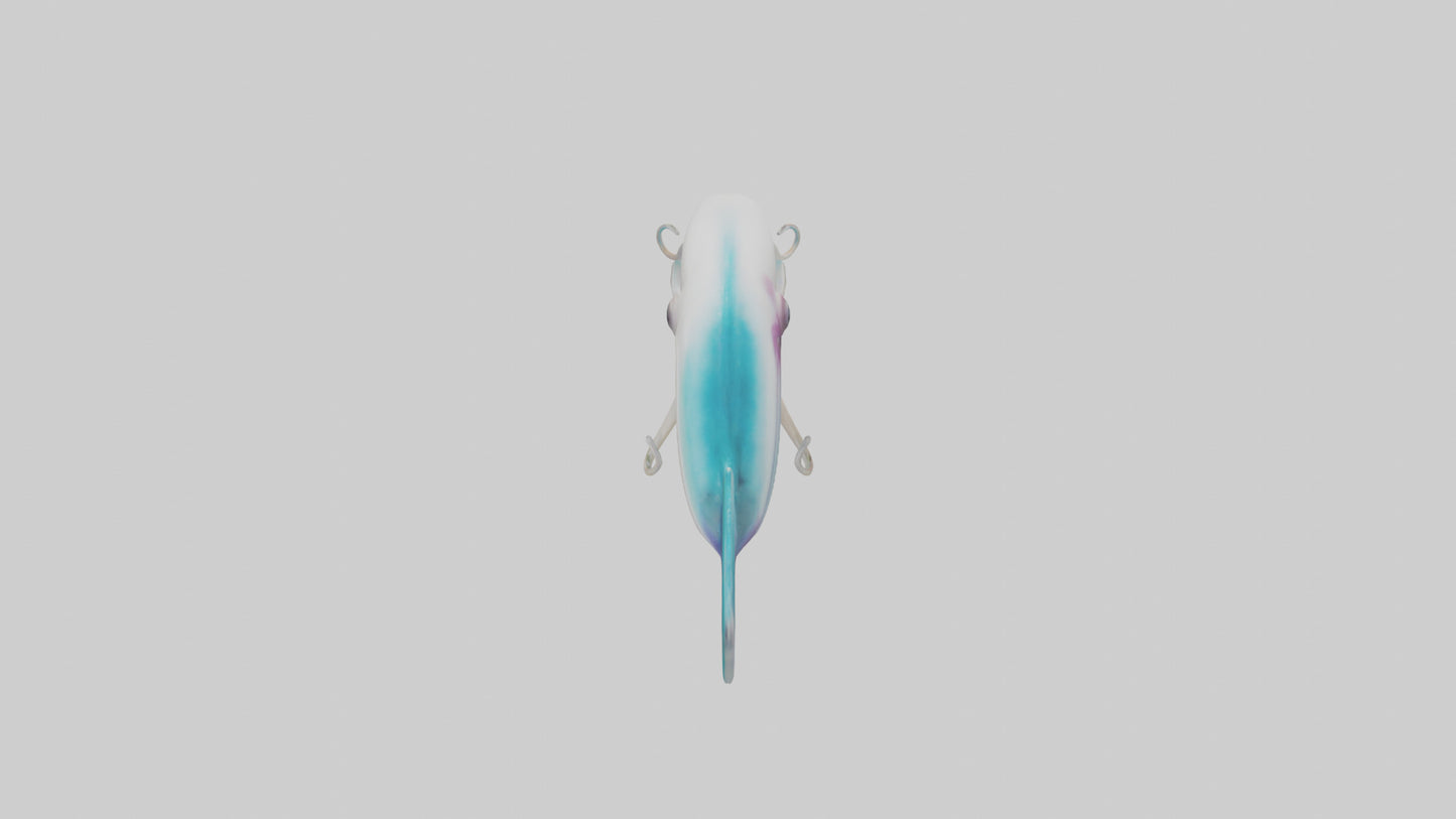 3D model Caribbean Reef Squid gliding model 2 VR / AR / low-poly