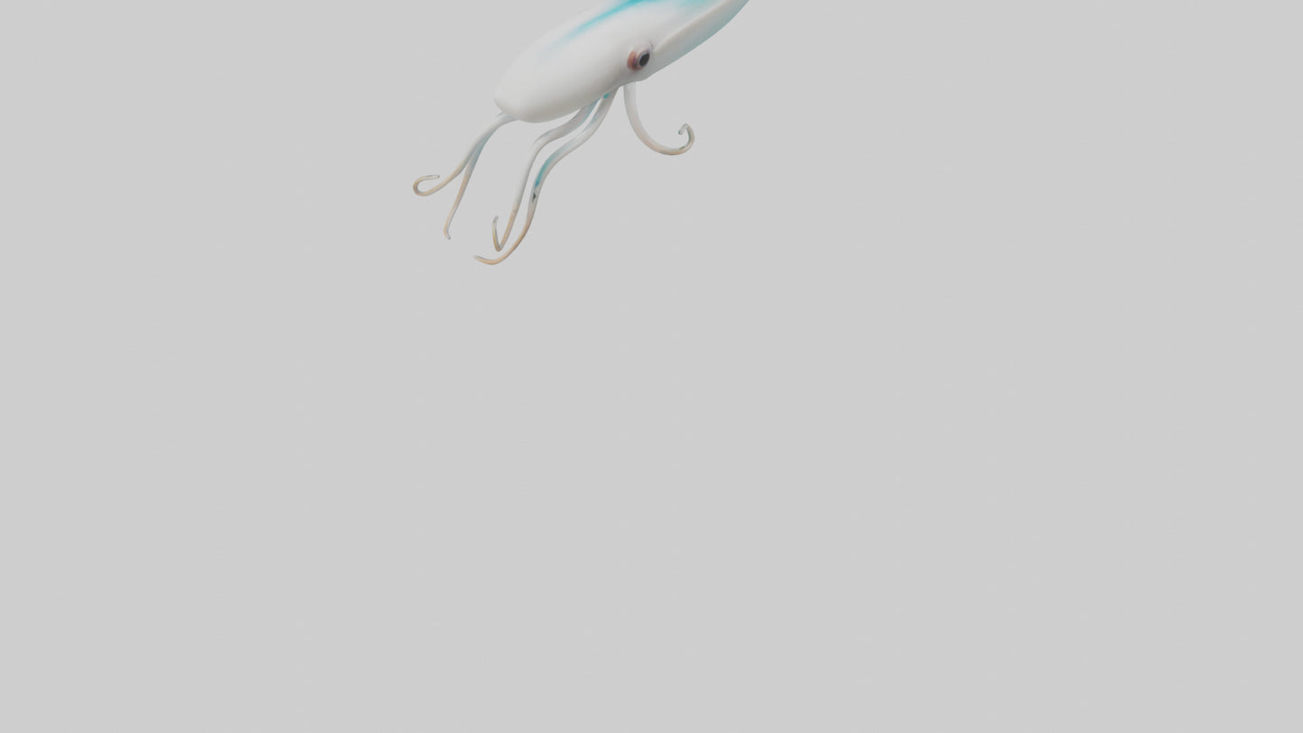 3D model Caribbean Reef Squid gliding model 2 VR / AR / low-poly