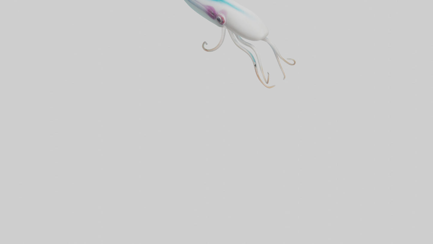 3D model Caribbean Reef Squid gliding model 2 VR / AR / low-poly
