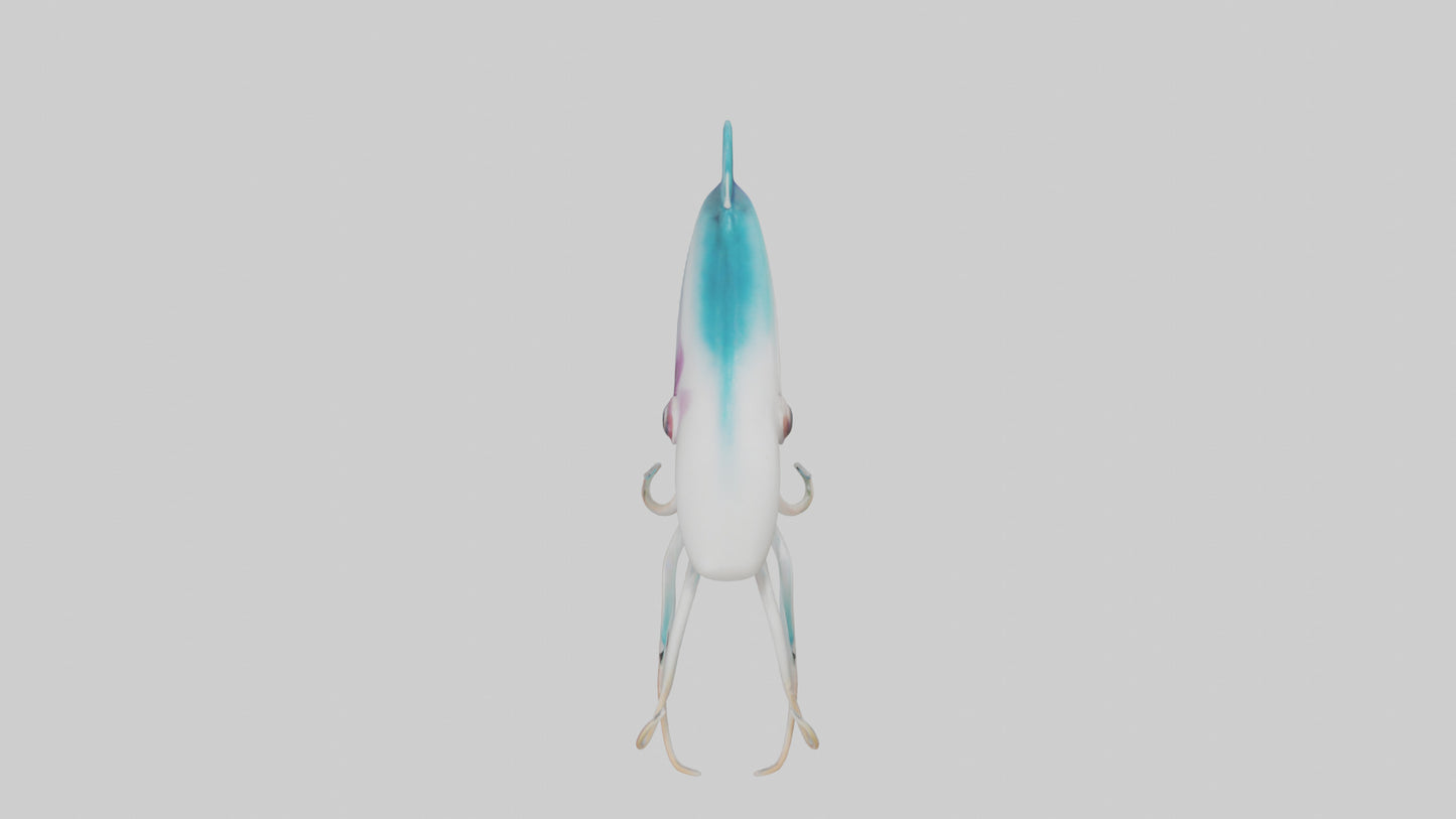 3D model Caribbean Reef Squid gliding model 2 VR / AR / low-poly