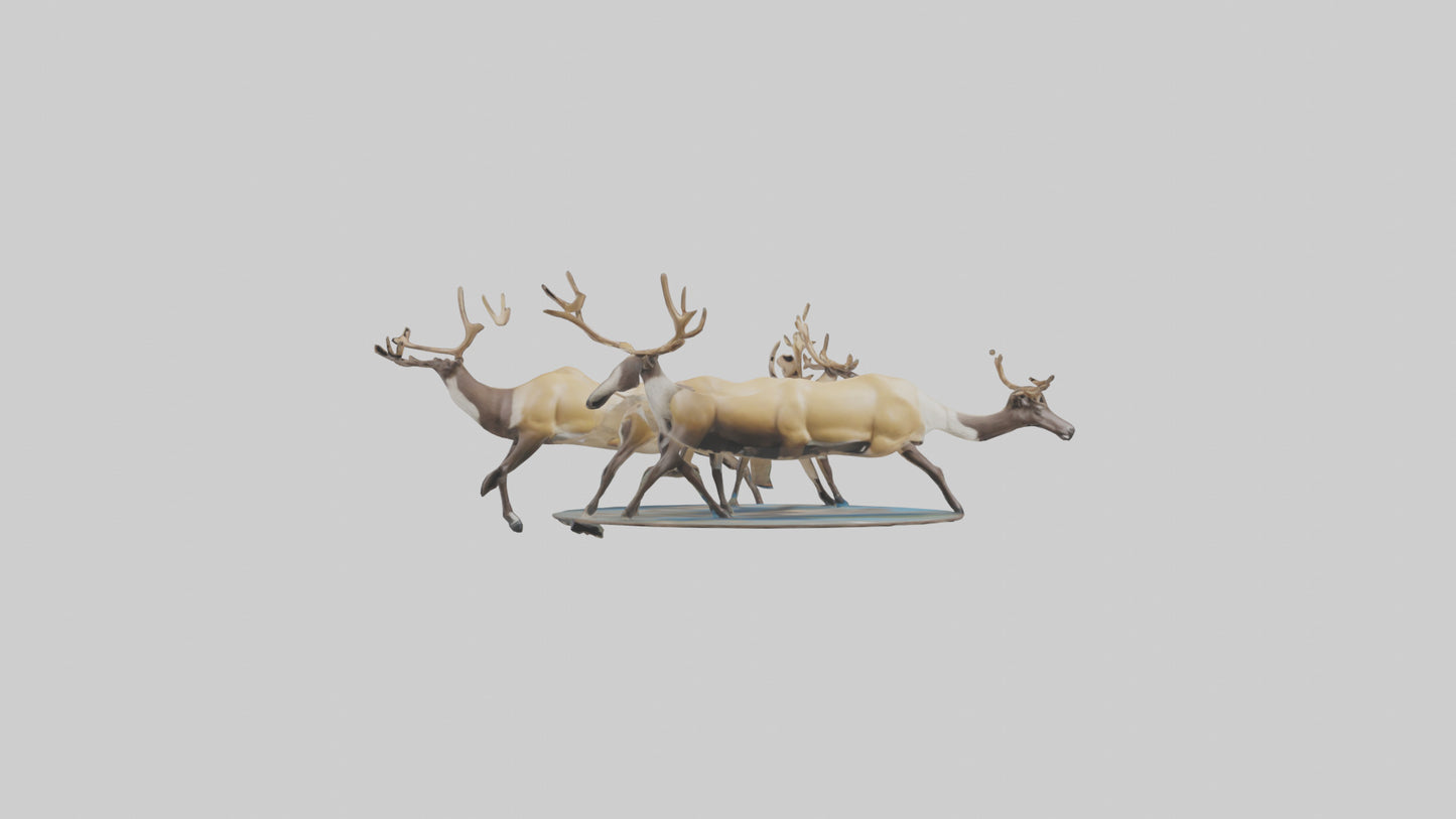 3D model Caribou migrating model VR / AR / low-poly