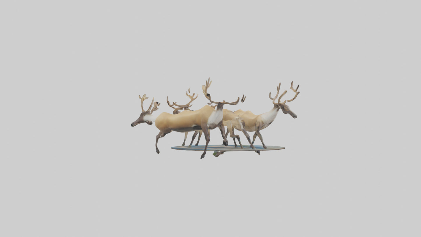 3D model Caribou migrating model VR / AR / low-poly