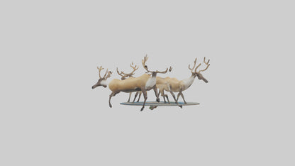3D model Caribou migrating model VR / AR / low-poly
