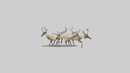 3D model Caribou migrating model VR / AR / low-poly