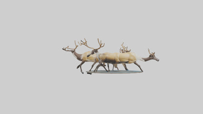 3D model Caribou migrating model VR / AR / low-poly