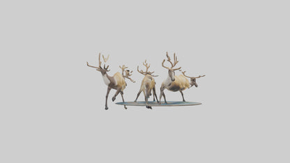 3D model Caribou migrating model VR / AR / low-poly