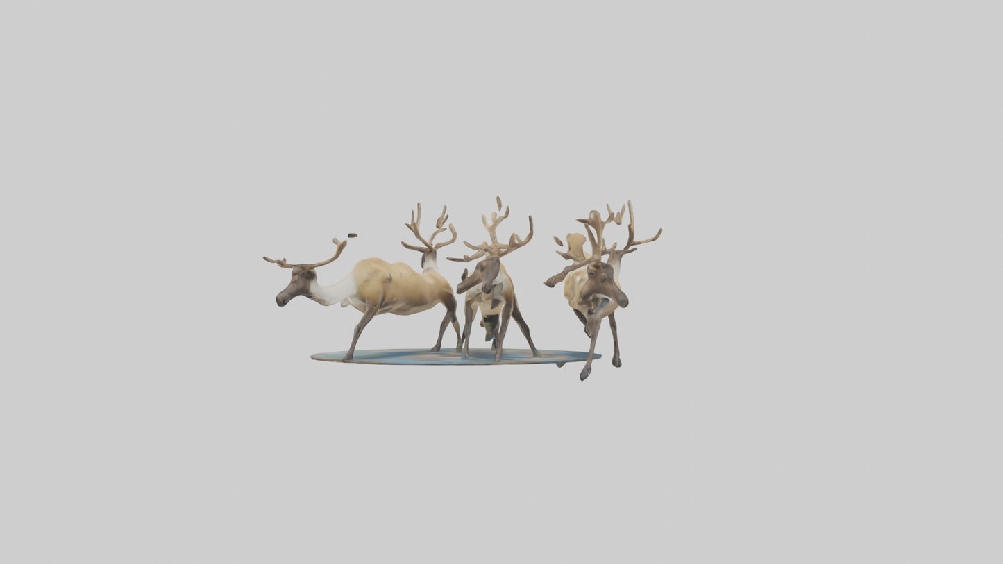 3D model Caribou migrating model VR / AR / low-poly