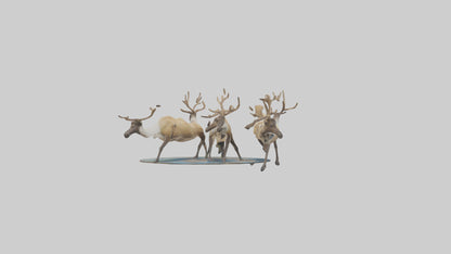 3D model Caribou migrating model VR / AR / low-poly