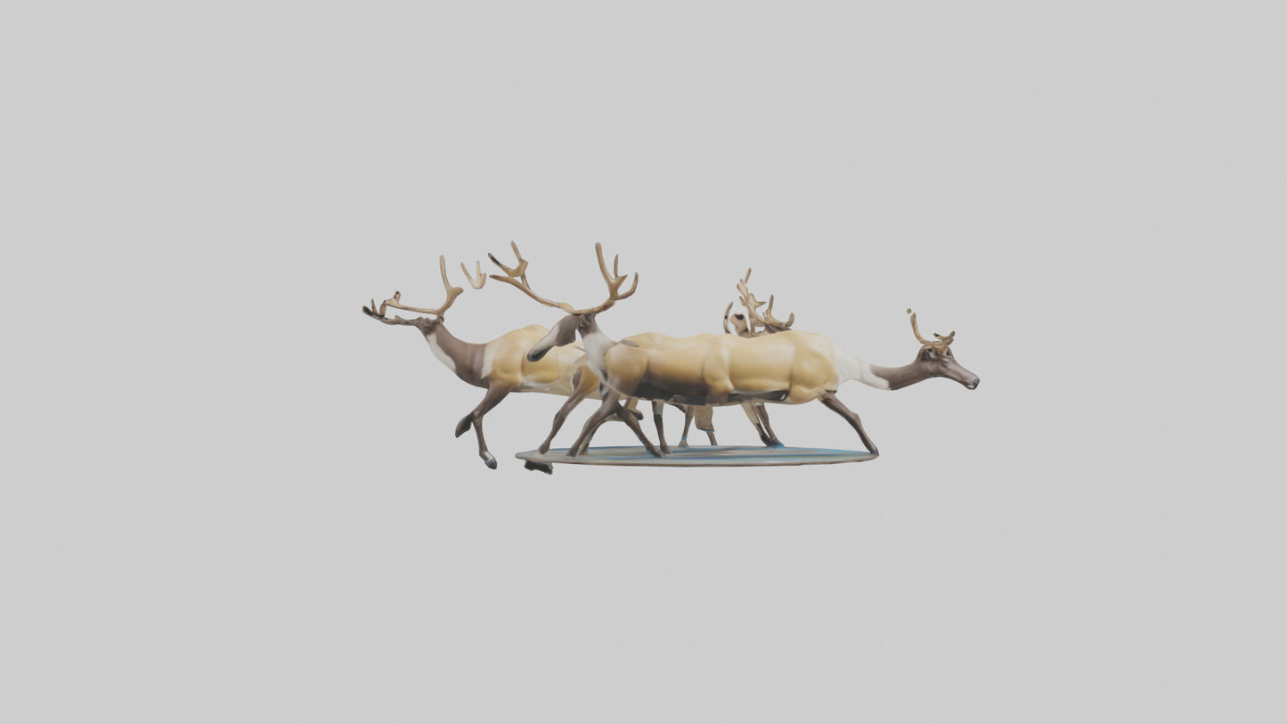 3D model Caribou migrating model VR / AR / low-poly