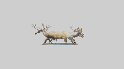 3D model Caribou migrating model VR / AR / low-poly