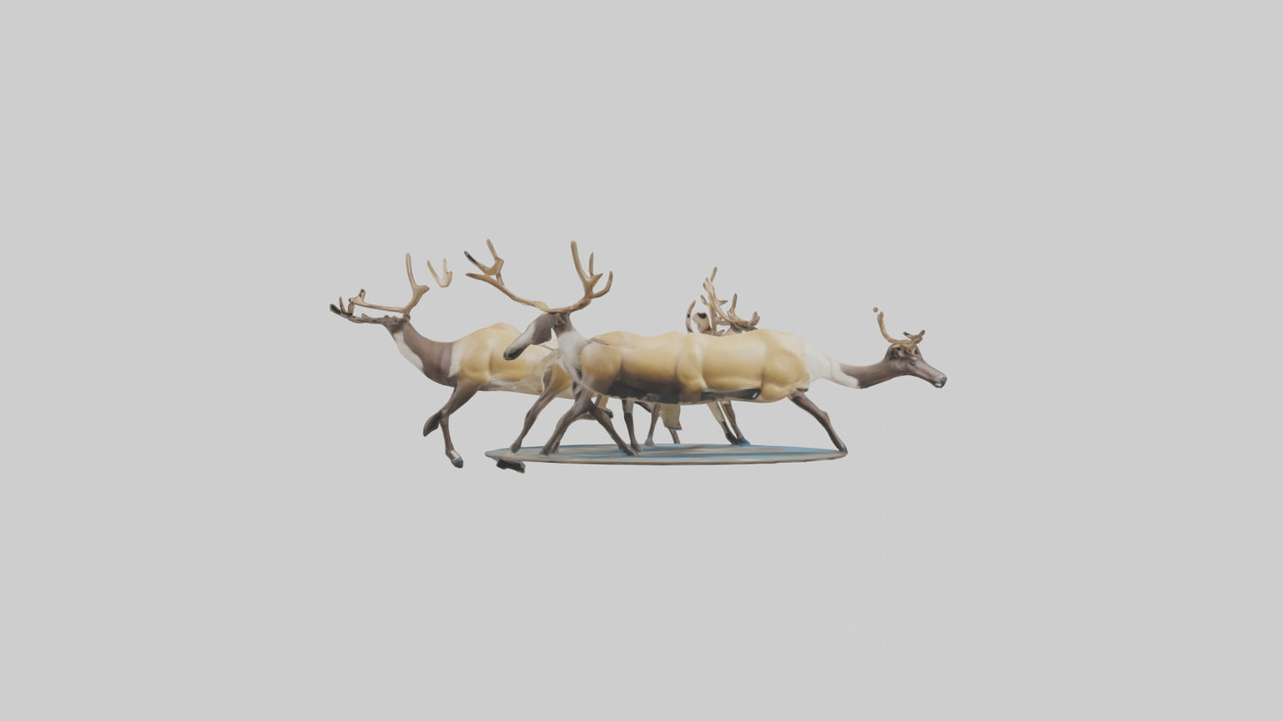 3D model Caribou migrating model VR / AR / low-poly