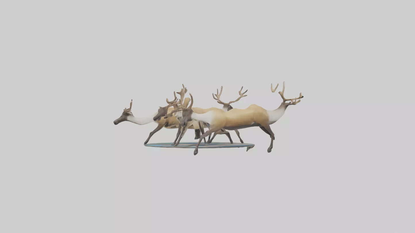 3D model Caribou migrating model VR / AR / low-poly