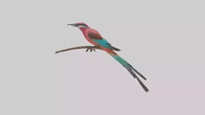 Carmine Beeeater perched model VR / AR / low-poly