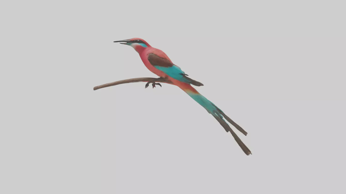Carmine Beeeater perched model VR / AR / low-poly