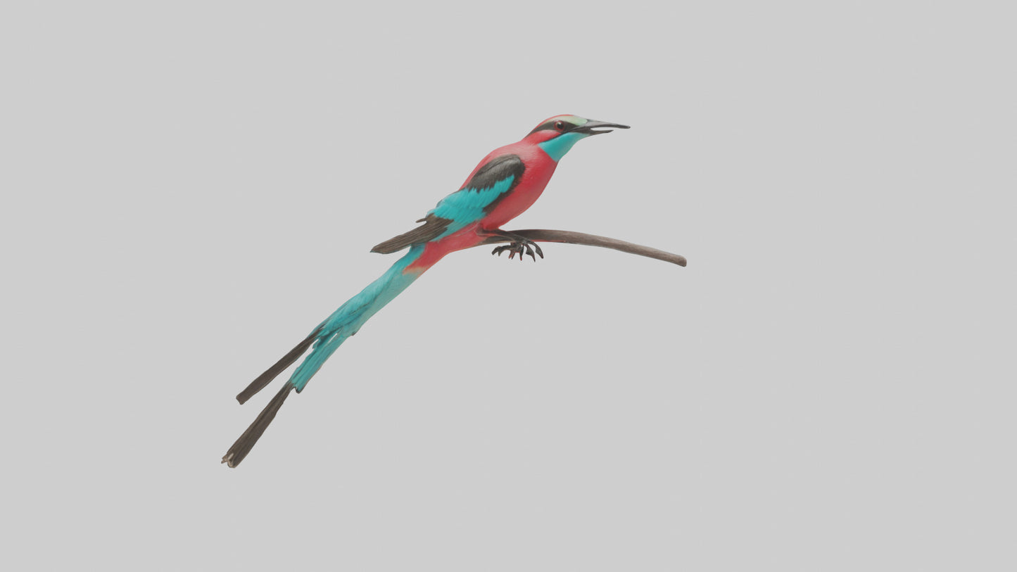 Carmine Beeeater perched model VR / AR / low-poly