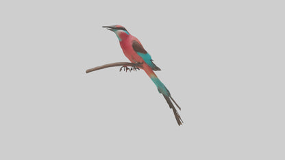Carmine Beeeater perched model VR / AR / low-poly