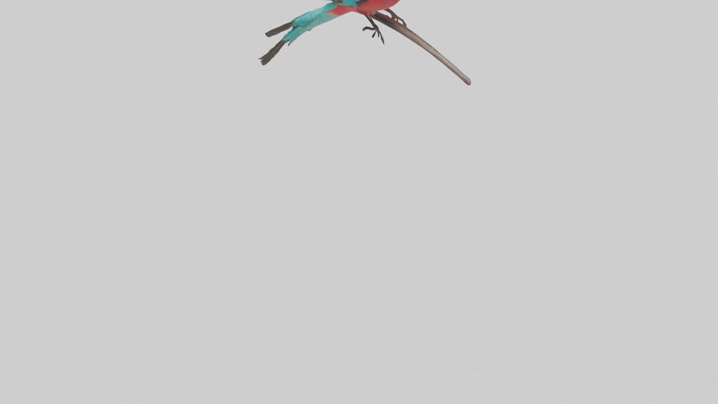 Carmine Beeeater perched model VR / AR / low-poly