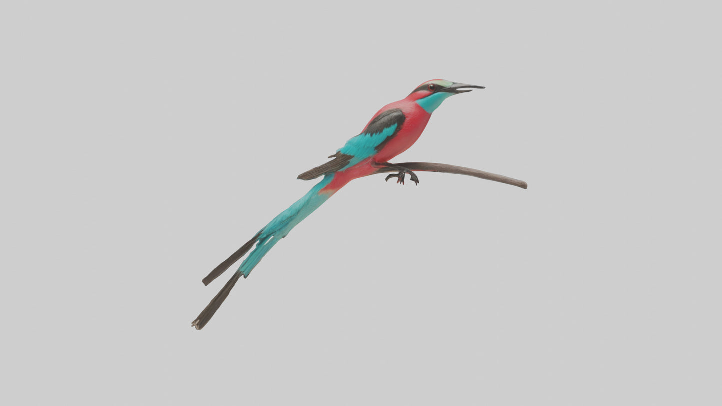 Carmine Beeeater perched model VR / AR / low-poly